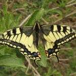 Vidlochvost feniklový Papilio machaon, lúky nad Zázrivou